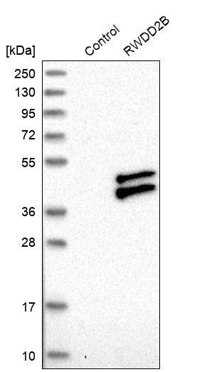RWDD2B Antibody - BSA Free Western Blot: RWDD2B Antibody - BSA Free [NBP1-88272]