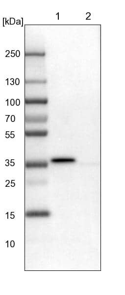 Pyridoxal Kinase/PDXK Antibody - BSA Free Western Blot: Pyridoxal Kinase/PDXK Antibody - BSA Free [NBP1-88283]