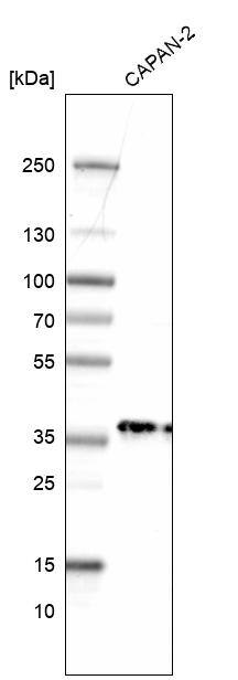 Pyridoxal Kinase/PDXK Antibody - BSA Free Western Blot: Pyridoxal Kinase/PDXK Antibody - BSA Free [NBP1-88284]