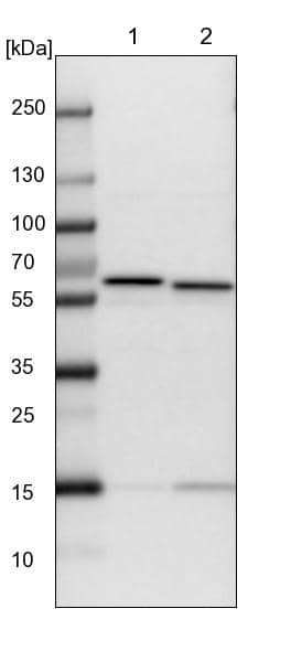 CCT8 Antibody - BSA Free Western Blot: CCT8 Antibody - BSA Free [NBP1-88285]