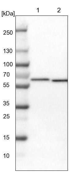 CCT8 Antibody - BSA Free Western Blot: CCT8 Antibody - BSA Free [NBP1-88286]