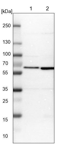 CCT8 Antibody - BSA Free Western Blot: CCT8 Antibody - BSA Free [NBP1-88287]
