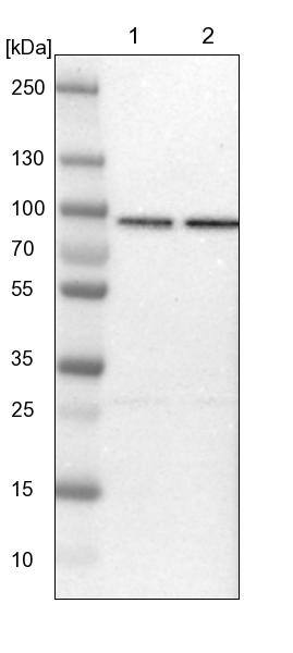 HspA12B Antibody - BSA Free Western Blot: HspA12B Antibody - BSA Free [NBP1-88293]
