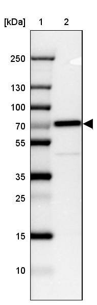 CTNNBL1 Antibody - BSA Free Western Blot: CTNNBL1 Antibody - BSA Free [NBP1-88298]