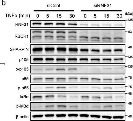 RBCK1 Antibody - BSA Free