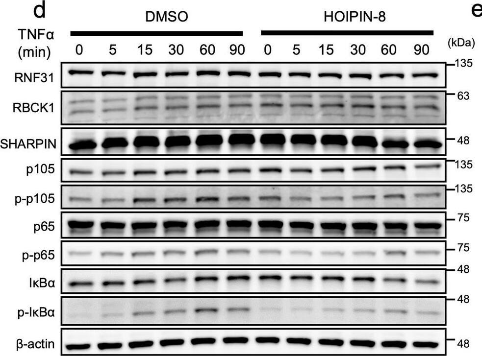 RBCK1 Antibody - BSA Free