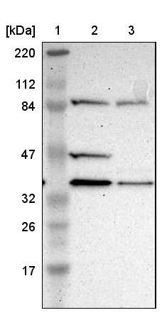DSN1 Antibody - BSA Free Western Blot: DSN1 Antibody - BSA Free [NBP1-88302]