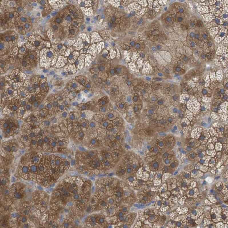 DDRGK1 Antibody - BSA Free Immunohistochemistry-Paraffin: DDRGK1 Antibody - BSA Free [NBP1-88308]