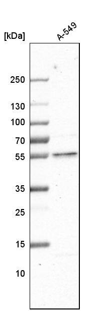GCNT3 Antibody - BSA Free Western Blot: GCNT3 Antibody - BSA Free [NBP1-88313]