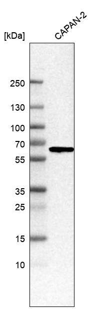 Complement Component C1rLP Antibody - BSA Free Western Blot: Complement Component C1rLP Antibody - BSA Free [NBP1-88314]