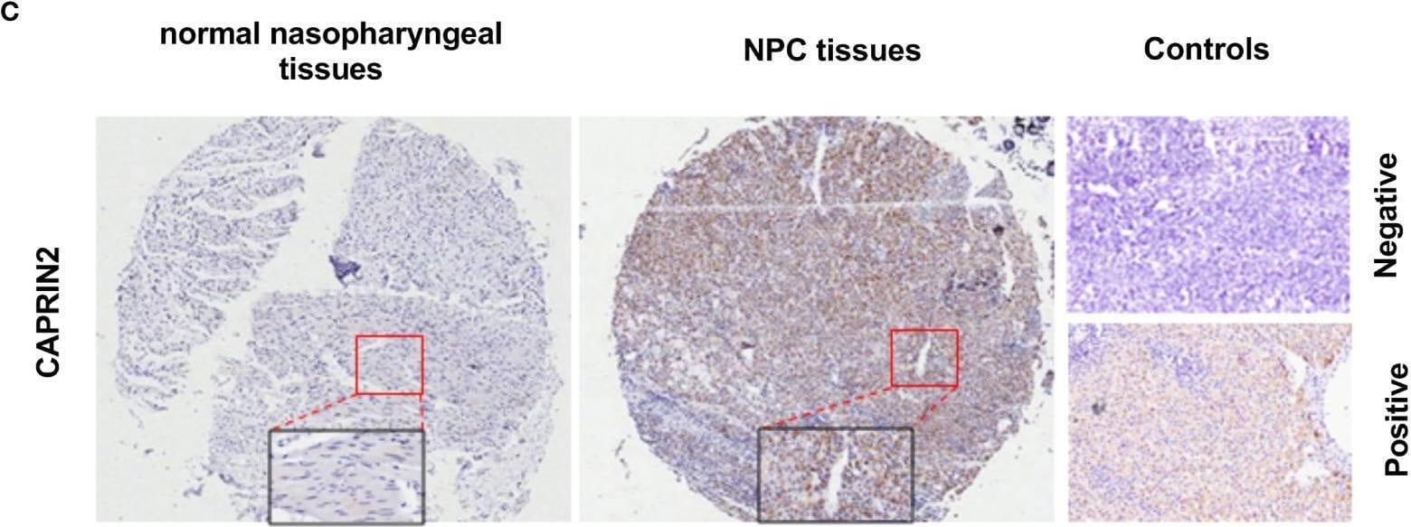 CAPRIN2 Antibody - BSA Free