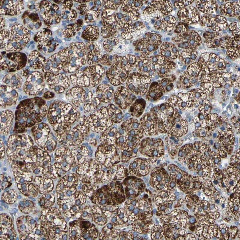 FAM163A Antibody - BSA Free Immunohistochemistry-Paraffin: FAM163A Antibody - BSA Free [NBP1-88324]