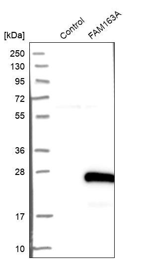 FAM163A Antibody - BSA Free Western Blot: FAM163A Antibody - BSA Free [NBP1-88324]