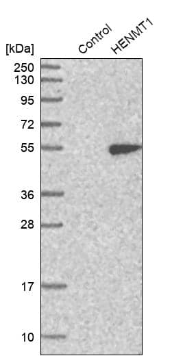 HENMT1 Antibody - BSA Free Western Blot: HENMT1 Antibody - BSA Free [NBP1-88328]