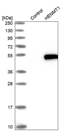 HENMT1 Antibody - BSA Free Western Blot: HENMT1 Antibody - BSA Free [NBP1-88330]