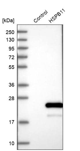 HspB11 Antibody - BSA Free Western Blot: HspB11 Antibody - BSA Free [NBP1-88332]