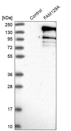 Niban Antibody - BSA Free Western Blot: Niban Antibody - BSA Free [NBP1-88338]