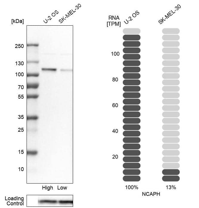 NCAPH Antibody - BSA Free Western Blot: NCAPH Antibody - BSA Free [NBP1-88345]