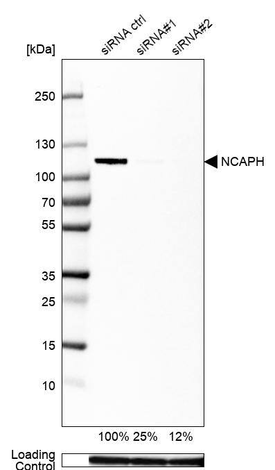 NCAPH Antibody - BSA Free Western Blot: NCAPH Antibody - BSA Free [NBP1-88345]
