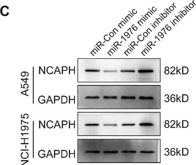 NCAPH Antibody - BSA Free