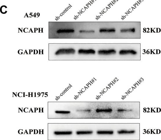 NCAPH Antibody - BSA Free