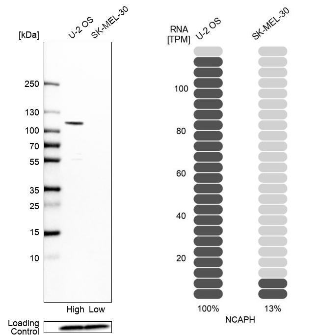 NCAPH Antibody - BSA Free Western Blot: NCAPH Antibody - BSA Free [NBP1-88346]