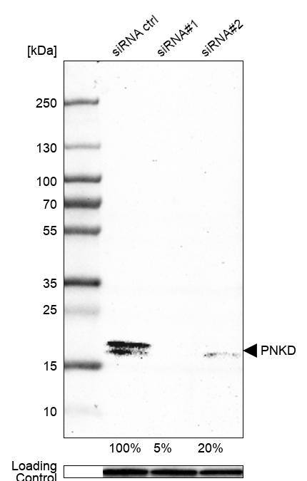 PNKD Antibody - BSA Free Western Blot: PNKD Antibody - BSA Free [NBP1-88347]