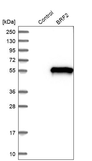 BRF2 Antibody - BSA Free Western Blot: BRF2 Antibody - BSA Free [NBP1-88355]