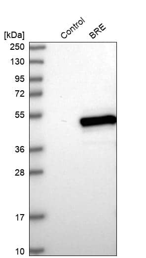 BRE Antibody - BSA Free Western Blot: BRE Antibody - BSA Free [NBP1-88359]