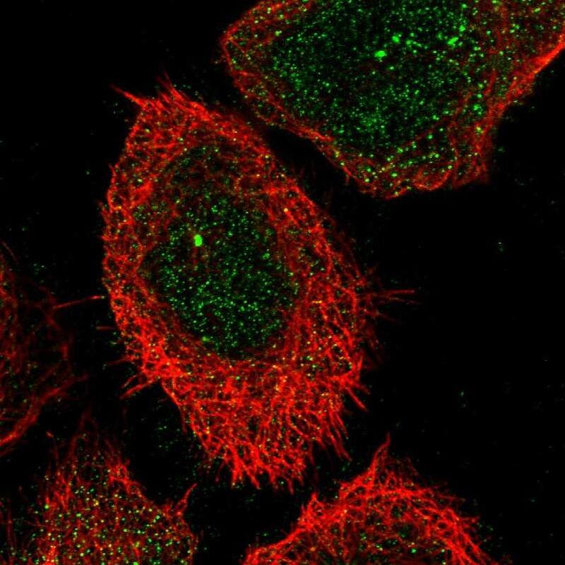Carbohydrate Sulfotransferase 15/CHST15 Antibody - BSA Free Immunocytochemistry/ Immunofluorescence: Carbohydrate Sulfotransferase 15/CHST15 Antibody [NBP1-88367]