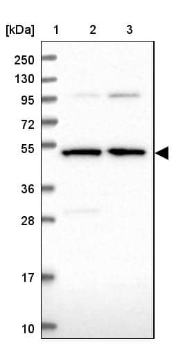 BPIL3 Antibody - BSA Free Western Blot: BPIL3 Antibody - BSA Free [NBP1-88372]