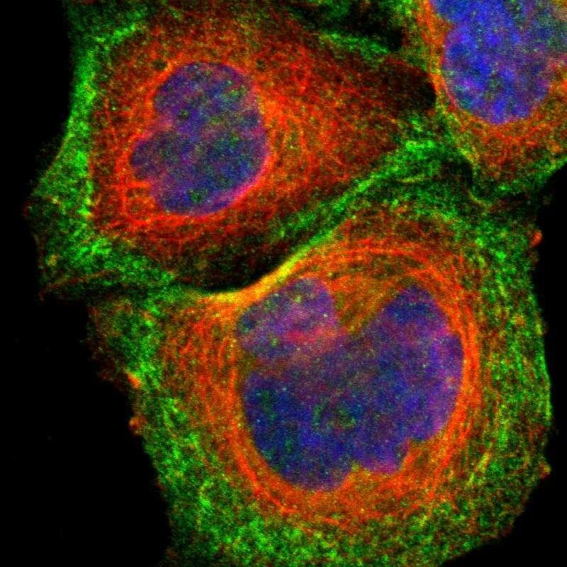 CDC42EP1 Antibody - BSA Free Immunocytochemistry/ Immunofluorescence: CDC42EP1 Antibody [NBP1-88379]