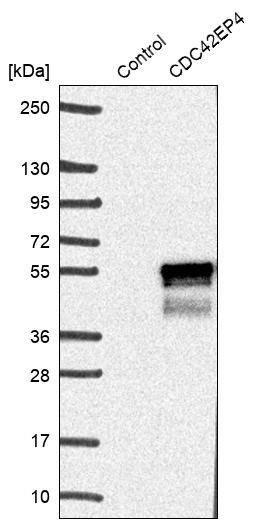 CDC42EP4 Antibody - BSA Free Western Blot: CDC42EP4 Antibody - BSA Free [NBP1-88381]