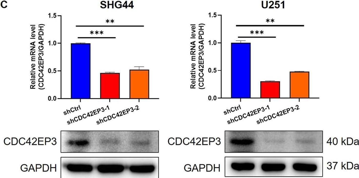CDC42EP3 Antibody - BSA Free