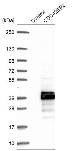 CDC42EP2 Antibody - BSA Free Western Blot: CDC42EP2 Antibody - BSA Free [NBP1-88383]