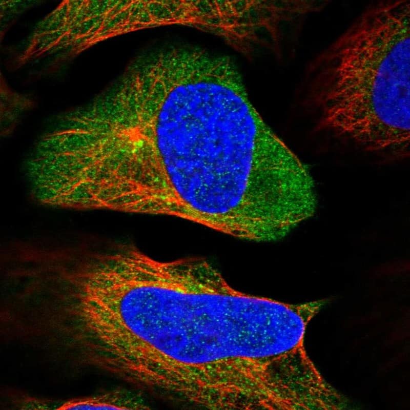 NAA25 Antibody - BSA Free Immunocytochemistry/ Immunofluorescence: NAA25 Antibody - BSA Free [NBP1-88391]