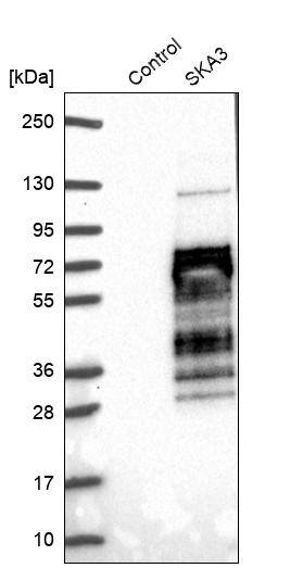 SKA3 Antibody - BSA Free Western Blot: SKA3 Antibody - BSA Free [NBP1-88398]