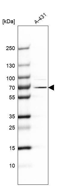 EXD2 Antibody - BSA Free Western Blot: EXD2 Antibody - BSA Free [NBP1-88405]