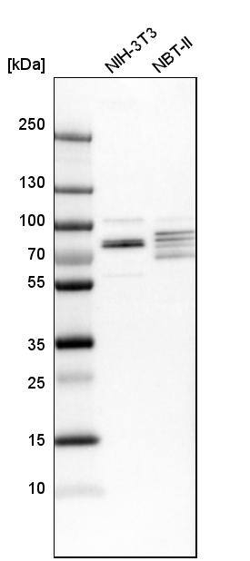 EXD2 Antibody - BSA Free Western Blot: EXD2 Antibody - BSA Free [NBP1-88405]