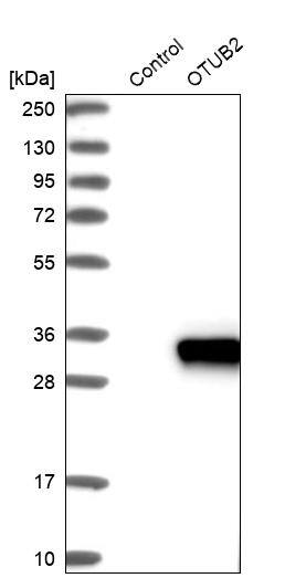 Otubain-2 Antibody - BSA Free Western Blot: Otubain-2 Antibody - BSA Free [NBP1-88410]