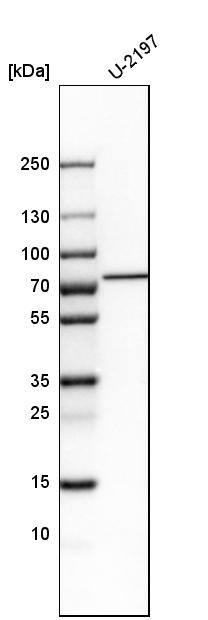 SETD3 Antibody - BSA Free Western Blot: SETD3 Antibody - BSA Free [NBP1-88416]