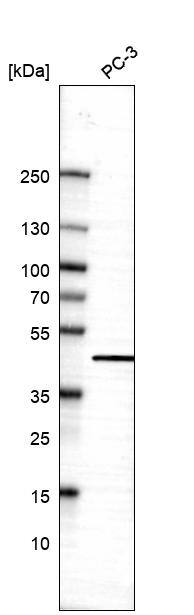 AHSA1 Antibody - BSA Free Western Blot: AHSA1 Antibody - BSA Free [NBP1-88419]