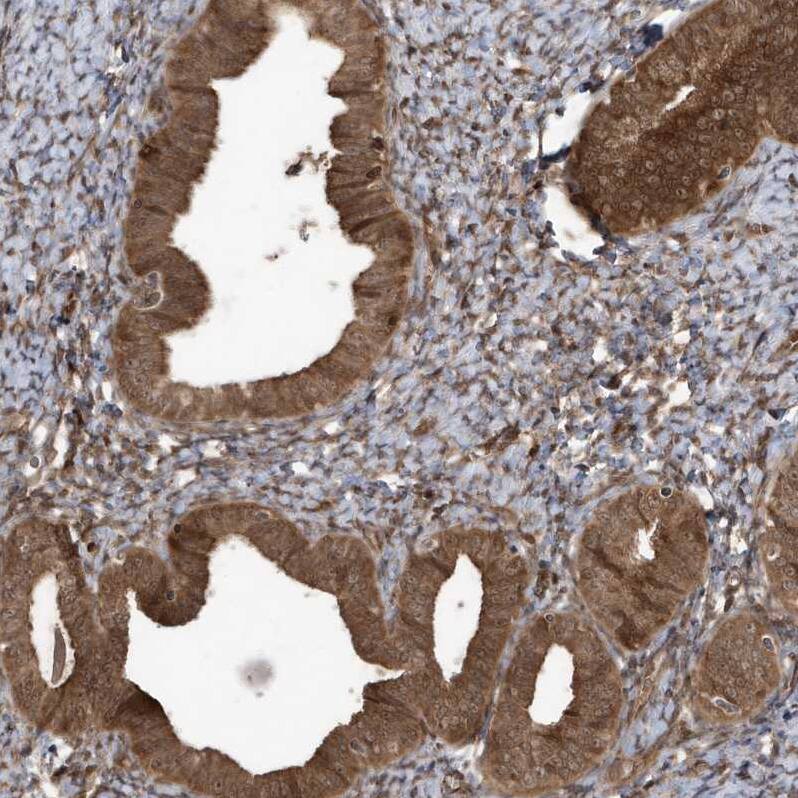 MAPK1IP1L Antibody - BSA Free Immunohistochemistry-Paraffin: MAPK1IP1L Antibody - BSA Free [NBP1-88420]