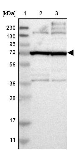 FAM161B Antibody - BSA Free Western Blot: FAM161B Antibody - BSA Free [NBP1-88421]