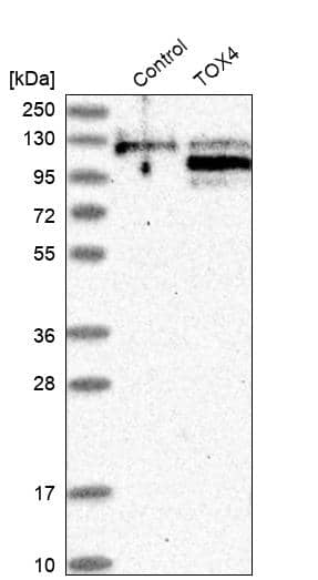 TOX4 Antibody - BSA Free Western Blot: TOX4 Antibody - BSA Free [NBP1-88432]