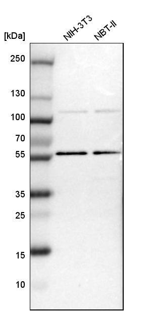 TOX4 Antibody - BSA Free Western Blot: TOX4 Antibody - BSA Free [NBP1-88433]