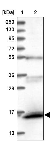 FAM103A1 Antibody - BSA Free Western Blot: FAM103A1 Antibody - BSA Free [NBP1-88436]