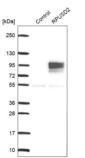 RPUSD2 Antibody - BSA Free Western Blot: RPUSD2 Antibody - BSA Free [NBP1-88437]