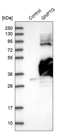 GNPTG Antibody - BSA Free Western Blot: GNPTG Antibody - BSA Free [NBP1-88443]