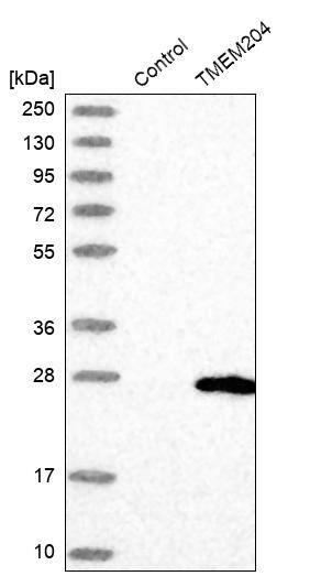 CLP24/TMEM204 Antibody - BSA Free Western Blot: CLP24/TMEM204 Antibody - BSA Free [NBP1-88444]